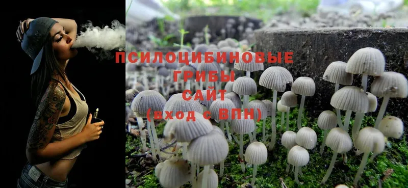 Псилоцибиновые грибы Psilocybe  где купить наркотик  Севастополь 